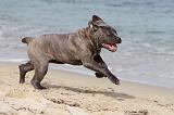 CANE CORSO 258